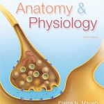 Anatomy and Physiology 5th Edition Marieb Test Bank