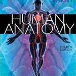 Human Anatomy 4th Edition Saladin Test Bank