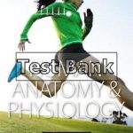Human Anatomy and Physiology 1st Edition Amerman Test Bank